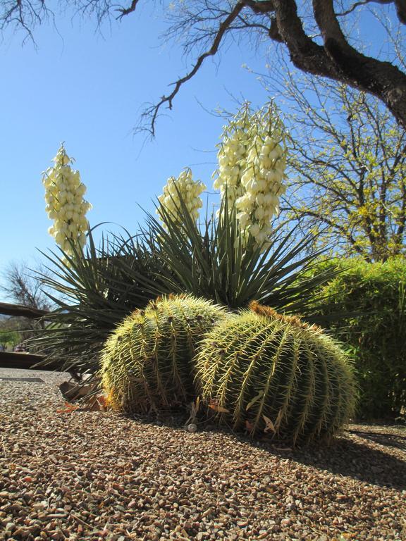 Tubac Country Inn Eksteriør bilde